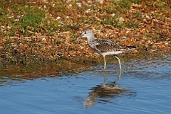 David Plant Photography - Wildlife Photographer - Greenshank - B